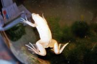 frosch1.jpg