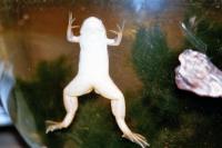frosch2.jpg